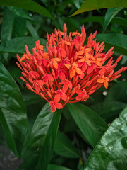 Fototapeta premium Ixora chinensis red flowers are blooming. Ixora chinensis, commonly known as Chinese ixora