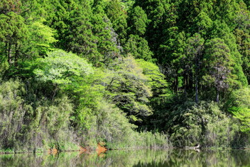 新緑の箱根お玉ヶ池