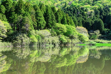新緑の箱根お玉ヶ池
