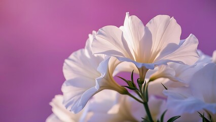 Fototapeta premium Petunia axillaris flowers are also known as large white petunia on a pink background wild white petunia and petunia white moon