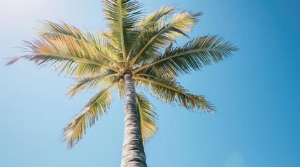 Fototapeta premium The palm tree elegantly sways in the gentle breeze under the clear blue sky its slim trunk decorated with detailed patterns