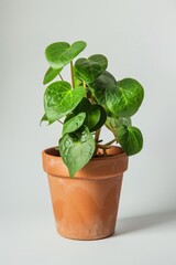 Potted Plant With Green Leaves on White Background