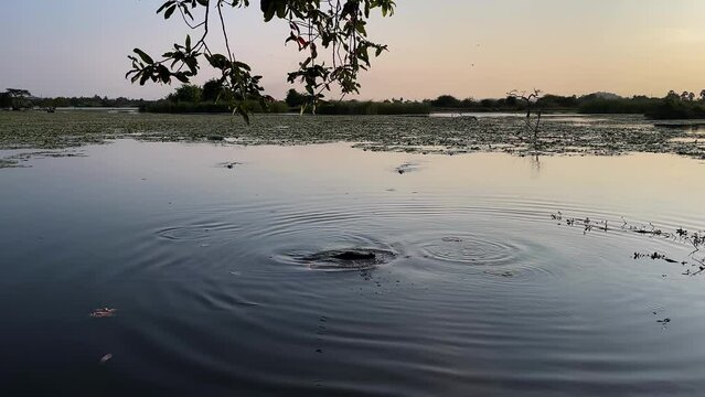 feeding crocodiles. crocodiles in the lake at sunset. animals of Sri Lanka. slow motion