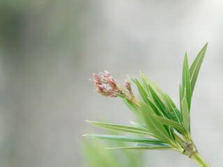 background composed of oleander tree branch