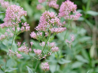 background composed of centranthus flowers