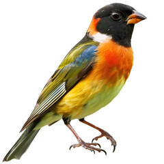Obraz premium red backed shrike