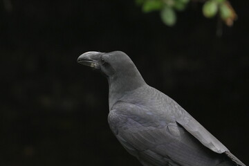 crow in a forest