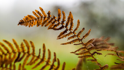 Vue rapprochée de feuilles de fougère marrons, sur un fond verdâtre