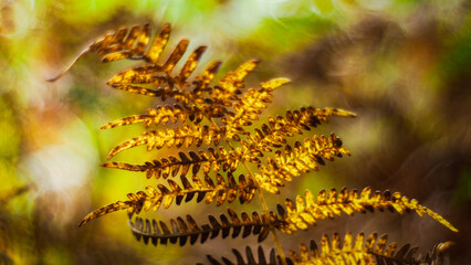 Vue rapprochée de feuilles de fougère marrons, sur un fond verdâtre