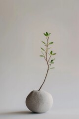 Resilient Plant Growing in Rock Crack