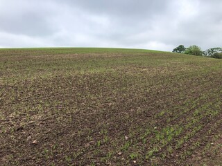 Field of spring barley in May, North Yorkshire, England, UK