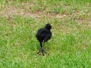 Poussin poule d'eau qui marche sur l'herbe