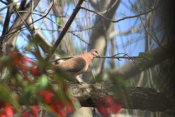 The laughing dove (Spilopelia senegalensis) a small pigeon in garden
