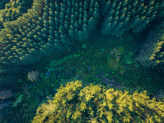 Aerial: Topdown shot of pine forest at sunset