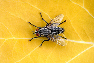 Flesh fly, sarcophaga carnaria, isolated on yellow leaf, top view of a grey flesh fly
