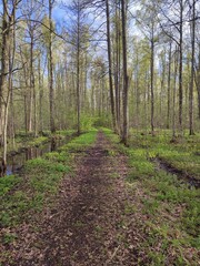 Fototapeta premium a path in the forest