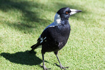 Australian Magpie at Grange Golf Course