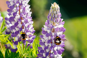 Bumblebees collecting pollen from the flowers of purple-white lupine, close up of pollinating...