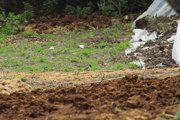 White wagtail (Motacilla alba) wandering among the dung in the village. 