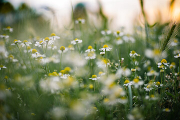 Plants with medicinal flowers. Uncultivated chamomile flowers in the sunset light