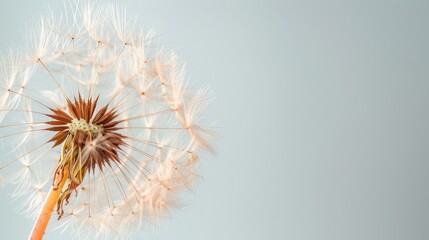 Dandelion Blowing in Wind on Sunny Day