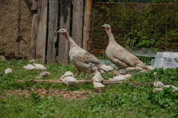 Turkeys with chickens on the walk in summer