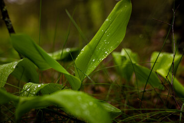 Young sprouts of lily of the valley close-up in the forest covered with drops of water after spring rain. Close-up of lily of the valley foliage on which flowers have not yet appeared.