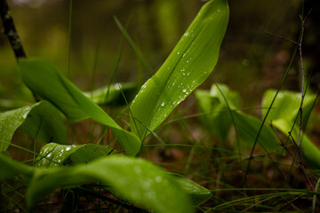 Young sprouts of lily of the valley close-up in the forest covered with drops of water after spring...