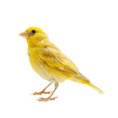 Canary fly full body isolate on transparency background PNG