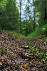 Pollution of forest nature with garbage. Bottles and other rubbish lie on the ground in the forest. Environmental problem. People pollute the forest by throwing garbage on the ground.