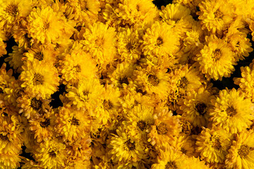 Many yellow chrysanthemum flowers in a garden.