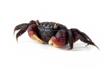 Neosarmatium asiaticum, new species, is named after its distribution from South Asia (Sri Lanka) to East Asia (Taiwan) including Indonesia in 2012.