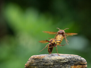 Hornisse (Vespa crabro) Königin