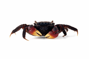 Neosarmatium asiaticum, new species, is named after its distribution from South Asia (Sri Lanka) to East Asia (Taiwan) including Indonesia in 2012.