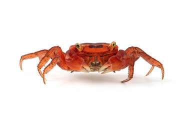 The Red Apple Crab or Chameleon Crab (Metasesarma aubryi) originated from Sulawesi and Java Island in Indonesia.