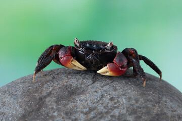 Neosarmatium asiaticum, new species, is named after its distribution from South Asia (Sri Lanka) to East Asia (Taiwan) including Indonesia in 2012.