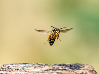 Deutsche Wespe (Vespula germanica)