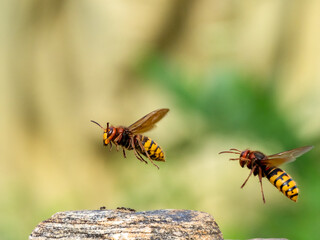 Königin der Europäischen Hornisse (Vespa crabro)