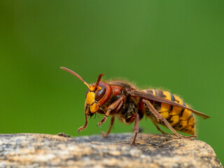 Königin der Europäischen Hornisse (Vespa crabro)