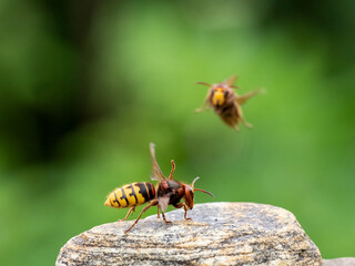 Königin der Europäischen Hornisse (Vespa crabro)