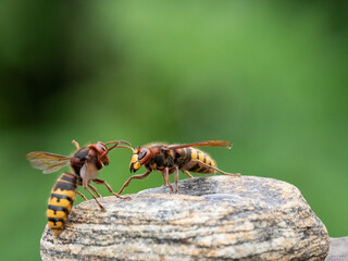 Königin der Europäischen Hornisse (Vespa crabro)