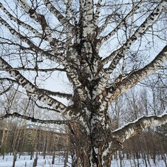 old birch tree in forest photo image 