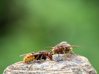Königin der Europäischen Hornisse (Vespa crabro)
