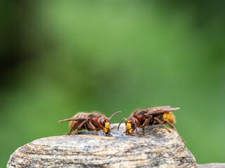 Königin der Europäischen Hornisse (Vespa crabro)