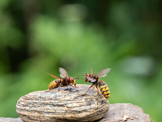 Königin der Europäischen Hornisse (Vespa crabro)