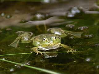 Grünfrosch  (Pelophylax „esculentus“)