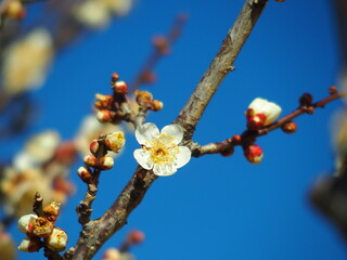 開花した白梅と冬の青空