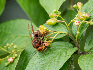 Königin der Europäischen Hornisse (Vespa crabro) Blütenbesuch Nektarsuche