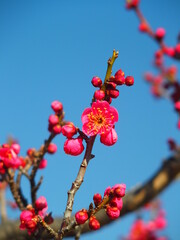 開花した紅梅と冬の青空