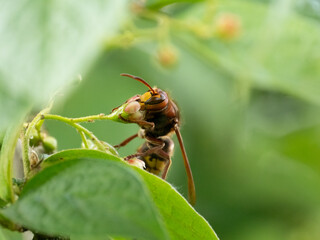 Königin der Europäischen Hornisse (Vespa crabro) Blütenbesuch Nektarsuche